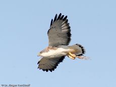 Rotrückenbussard (12 von 19).jpg